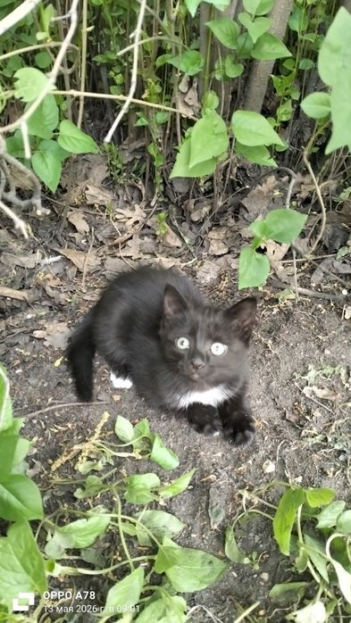 Пристраиваются котята