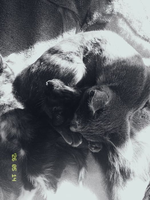 Котенок 3 месяца мальчик