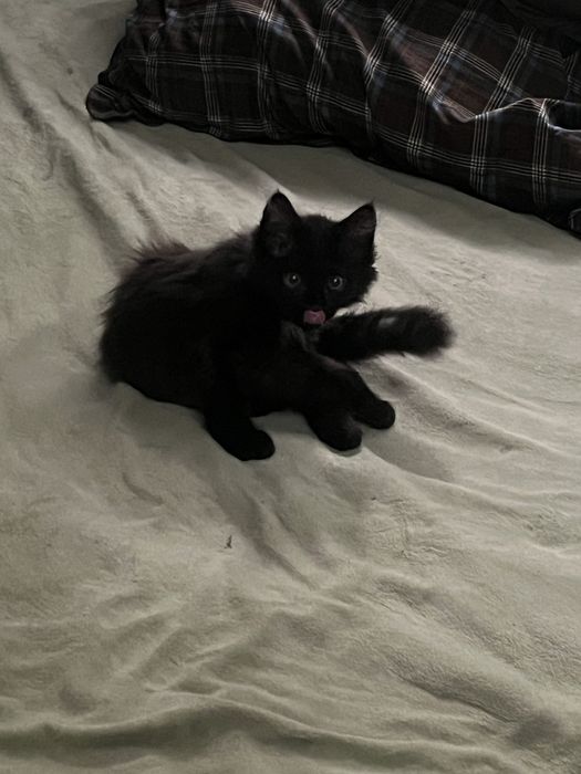 Котенок 5 месяцев