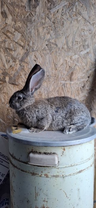 кролики серый великан