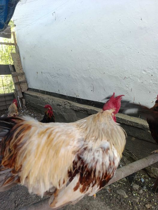 Продаются домашние петухи