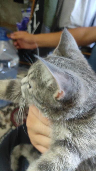 Mushuk British fold toyger bn aralash