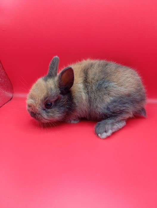 Кролики декоративные