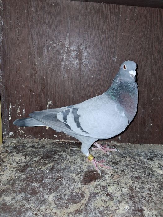 Porumbei cu pedigree