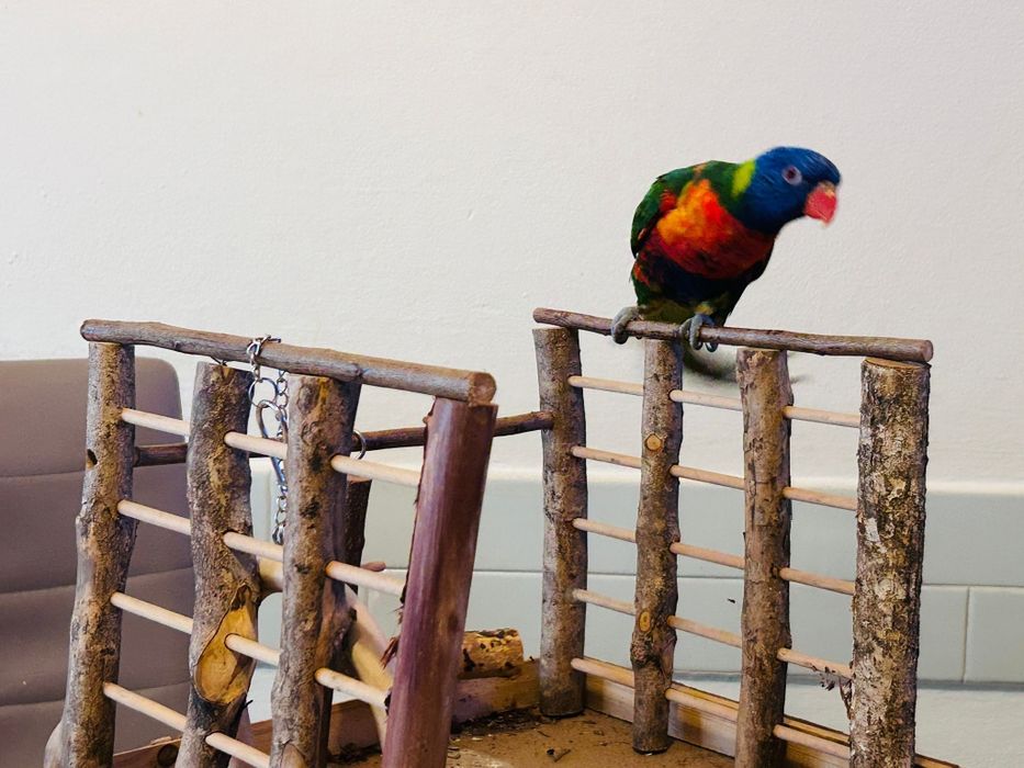 Papagali LORY Arcobaleno
