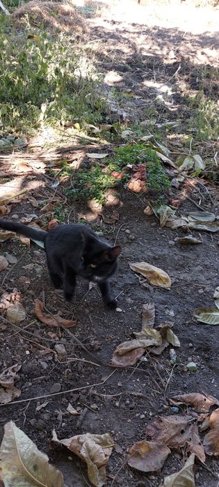 Отдам котят в хорошие руки.