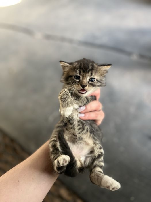 Отдам красивых котят