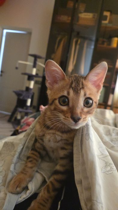 Продам бенгальского кота