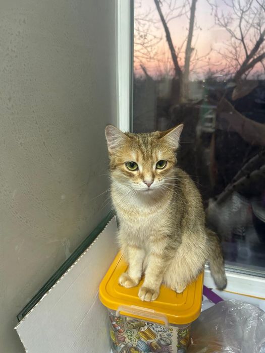 Отдам домашнюю кошечку