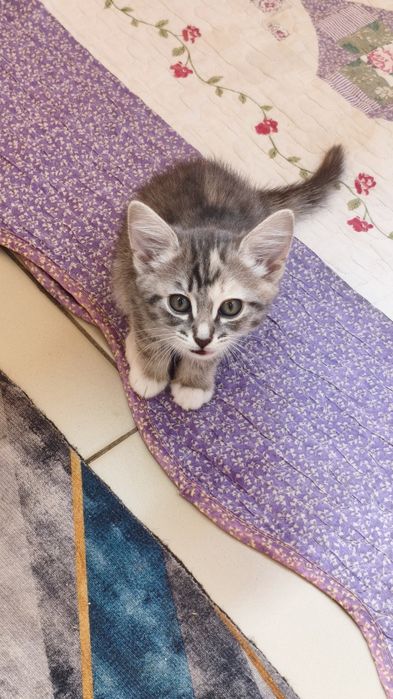 Чиловые котята в добрые руки :)