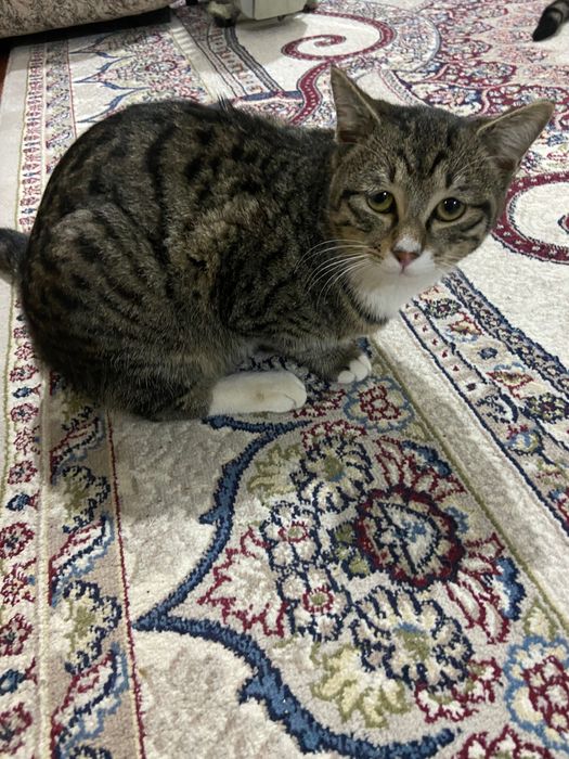 Mushuk hadiyaga beriladi , uy mushugi toza sog’lom