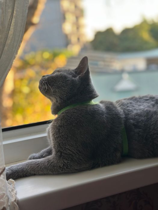 Котята в любящую семью
