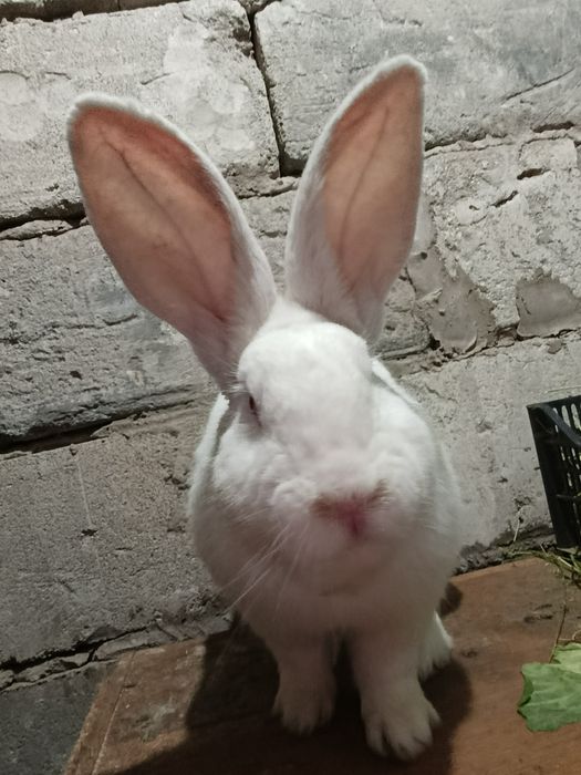 Продам белого Фландера