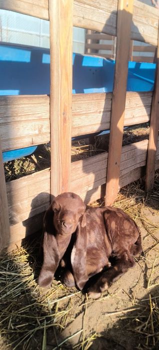 Камори козлик!!!