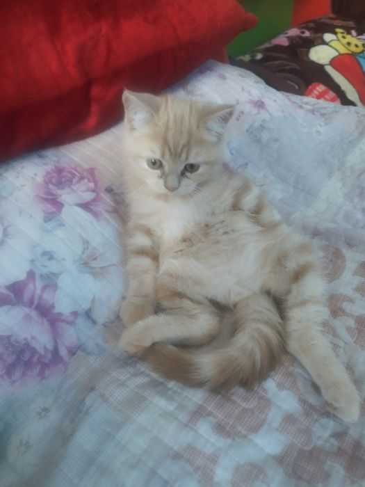 Skotish strayt malchik