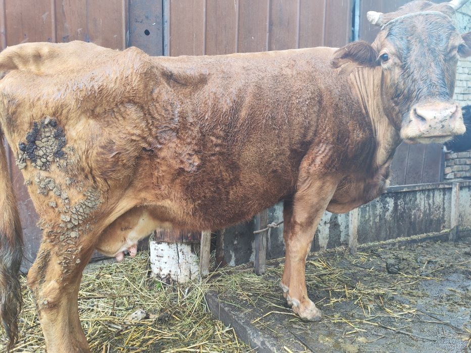 Срочно продам две коров