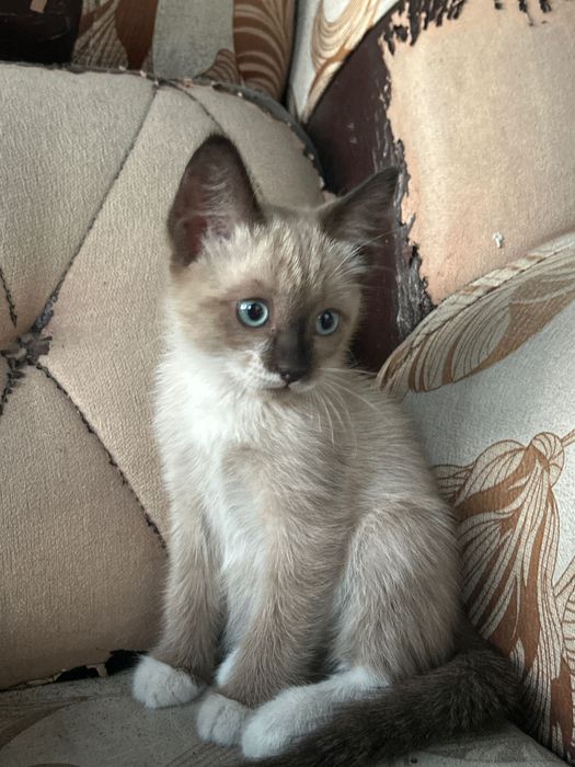 Отдам котят , три месяца