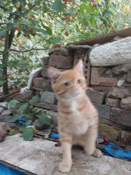 Отдам котенка в добрые руки