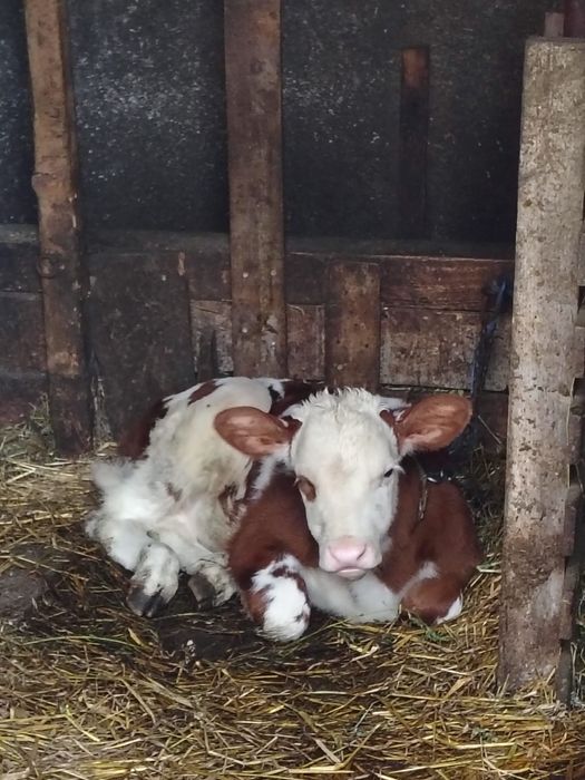 Vitei de vanzare de la 6 saptamani la 12 saptamani