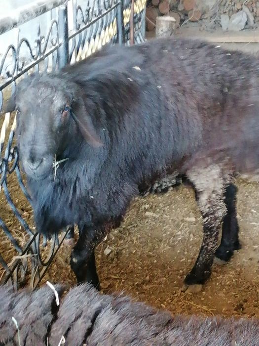 Тозза хисорий кочкор