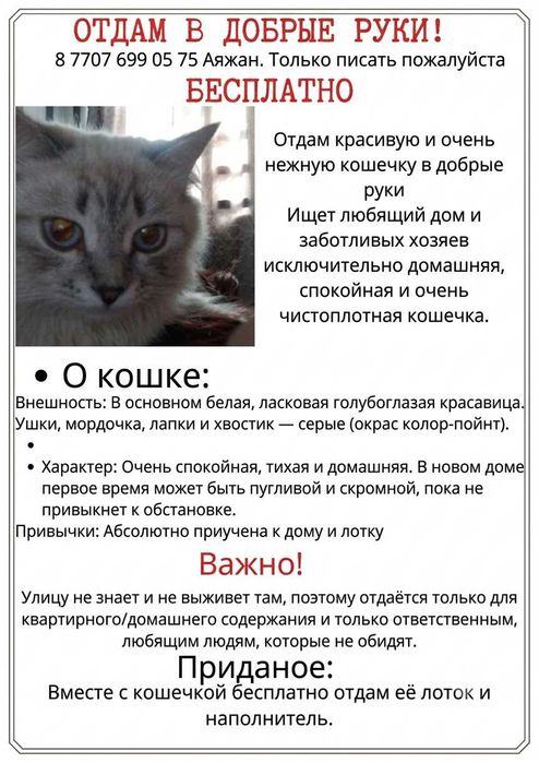 Кошка в добрые руки