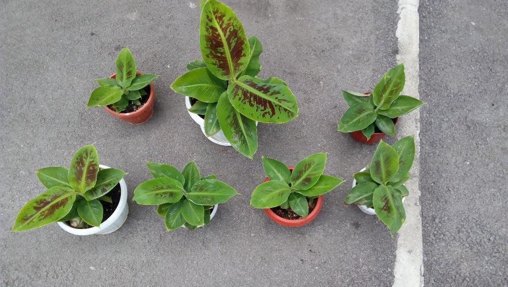 Продавам банани изгодно ПРОМОЦИЯ