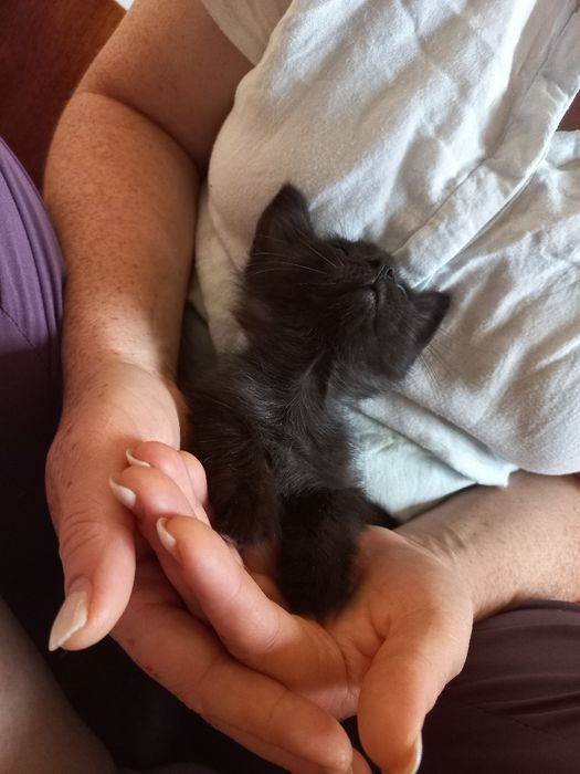 Котёнок в добрые руки