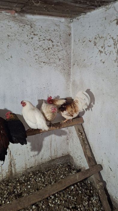 Продается петухи