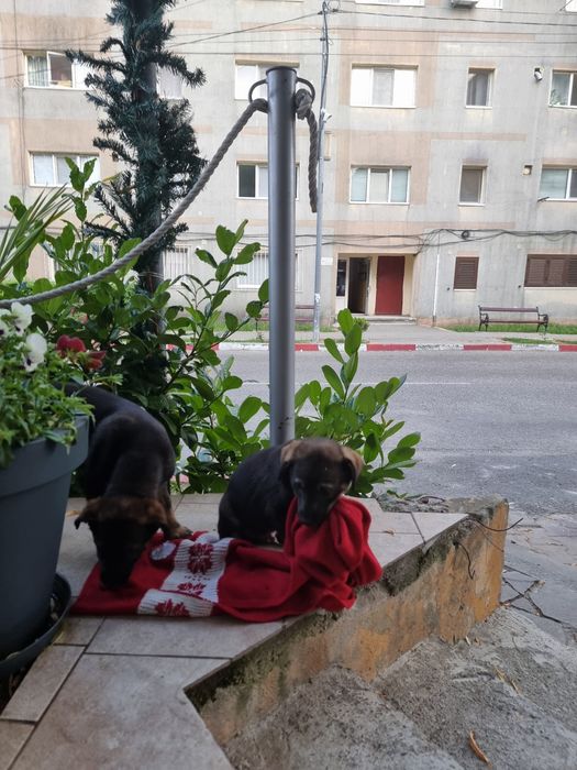 Adopție pui de cățel
