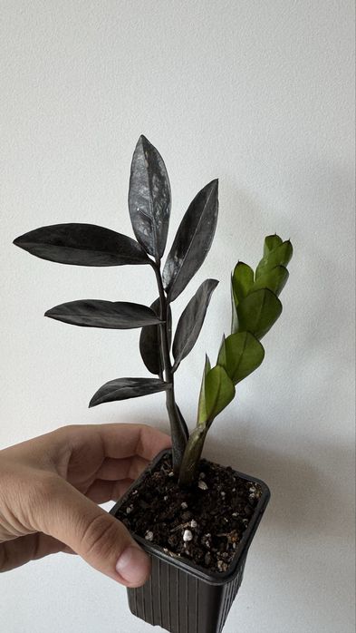 Замиокулькас черный, денежное дерево
