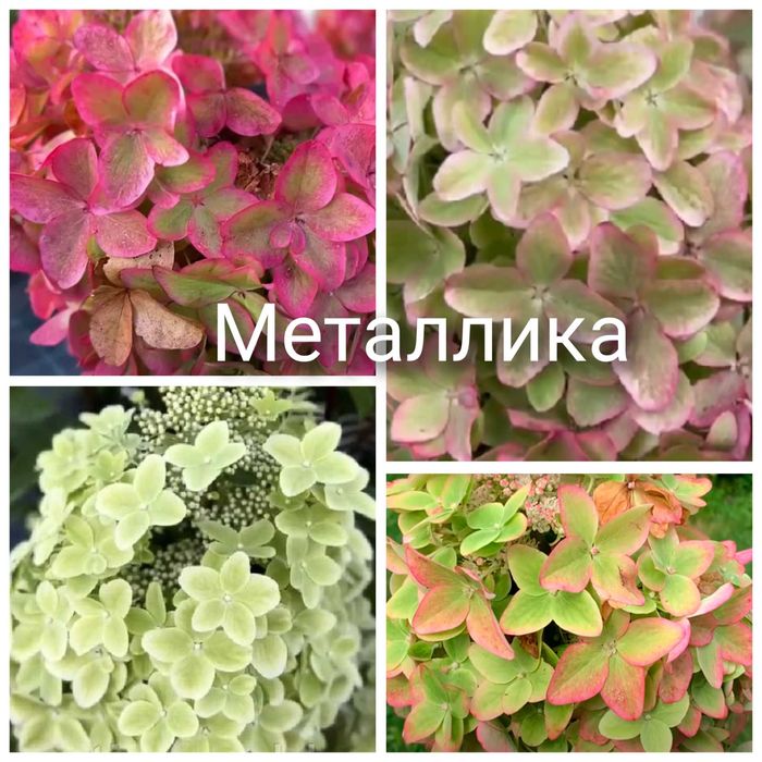 Гортензия Бонфаер новинка Bonfire