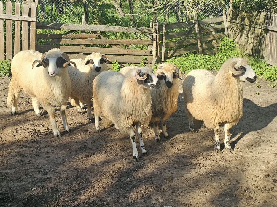Berbecuț de vanzare