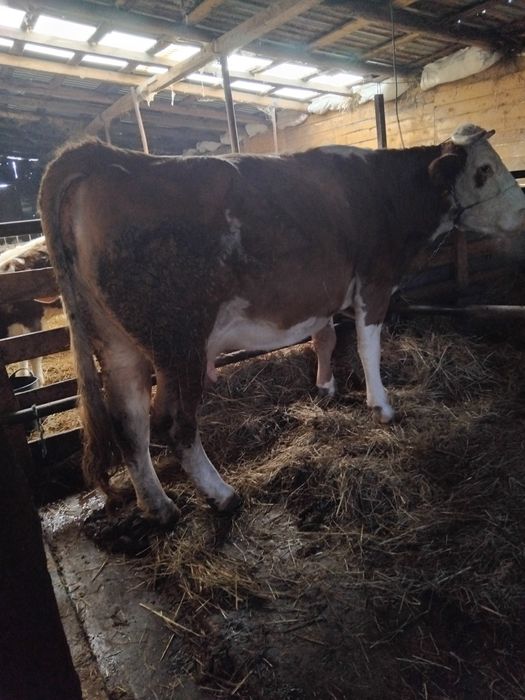 Vacă bălțată de vânzare gata de fătare