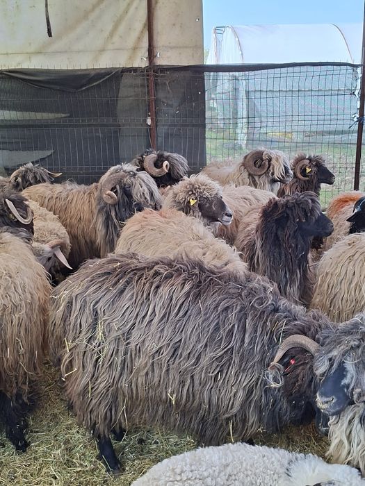 Vând 21 de oi și 3 berbeci