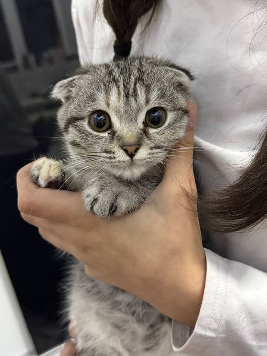 Висло ухо британский