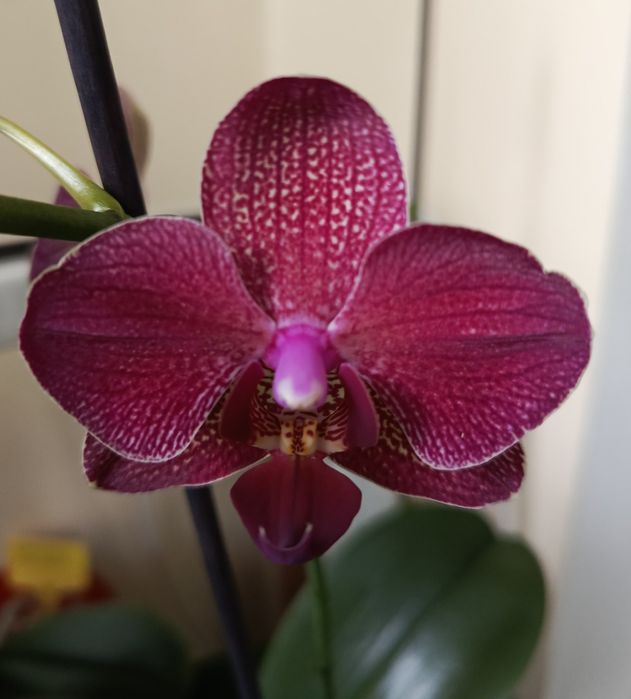 Продам орхидею. Очень много сортов.