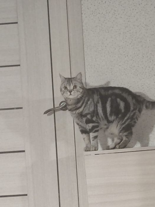 Котята британская мраморная