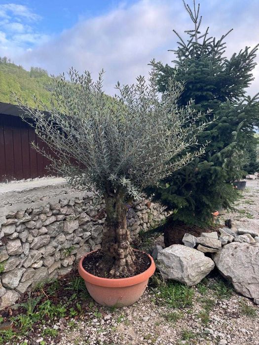 Măslin Olea Europaea de colecție | Design exterior și plantare
