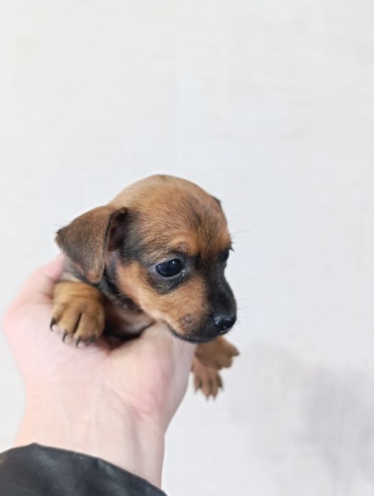 Продаю Щенков  пинчера 2 девочки 2 мальчика