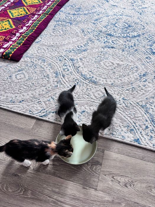 Отдам котят в добрые руки