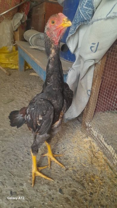 Даканг жужалар сотилади