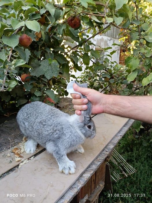Кролики в продаже