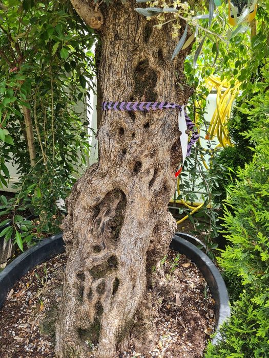 Maslin ,palmieri ,copaci ,plante ornamentale