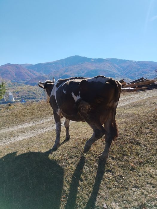 Vind Vacă pentru tăiat