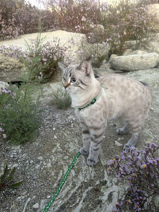 Жоғалған сур мысық Актау