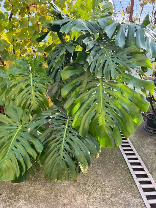Vand floare Monstera Deliciosa