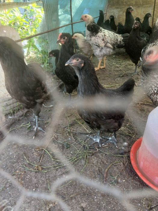 Vând animalele urgent!!!