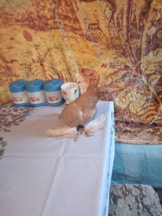 Продается жолтый самей