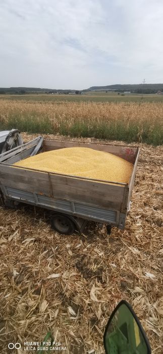 Vând porumb și grâu  2025