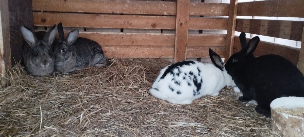 Продам кроликов не дорого